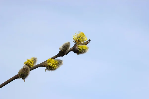 Baharda çiçek açan söğüt dalları.