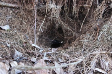 Ağacın köklerinde bir hayvan kürkü.