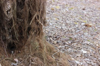 Ağacın köklerinde bir hayvan kürkü. Kuru yapraklar ve yeşil yosun..