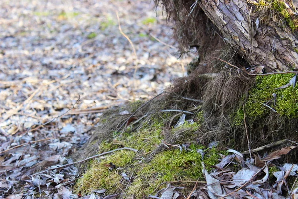 Ağaç gövdesinin alt kısmında kök ve yosun var. Orman yolunun yanında..