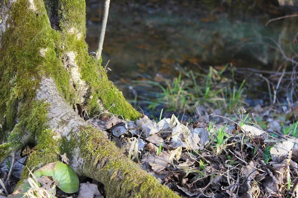 Ağaçların, kökleri tavuk bacağı şeklinde olan alt kısımları. Kökler yosunla kaplı..