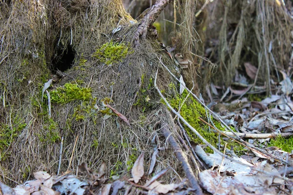 Норка Животного Корнях Дерева Сухие Листья Зеленый Мох — стоковое фото
