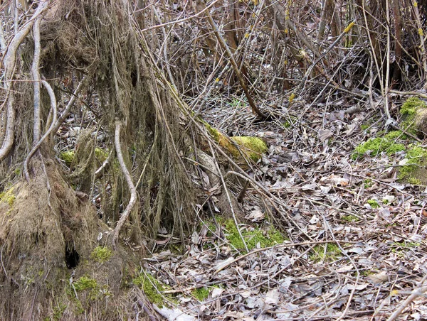 Mink Animale Nelle Radici Albero Vicino Sentiero Della Foresta Foglie — Foto Stock