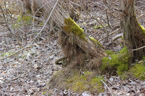 Lower Part Tree Trunks Roots Moss Two Trees Arranged Form — Stock Photo, Image