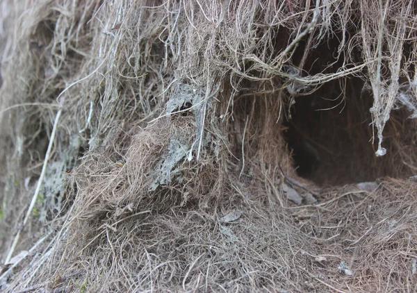 Mink Animal Roots Tree — Stock Photo, Image