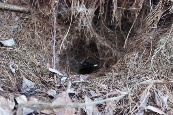 Ağacın köklerinde bir hayvan kürkü.