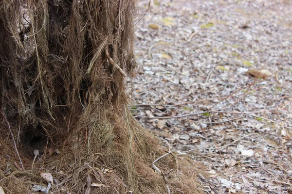 Ağacın köklerinde bir hayvan kürkü. Kuru yapraklar ve yeşil yosun..