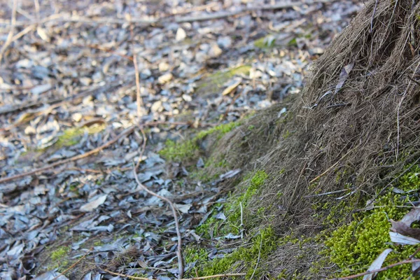 Baharda kuru yaprakların arka planında yosun olan küçük bir ağaç kökü demeti..
