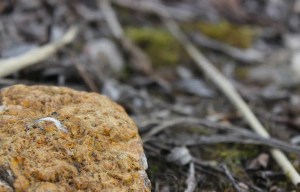 Küçük istiridye desenli güzel sarı bir taş..