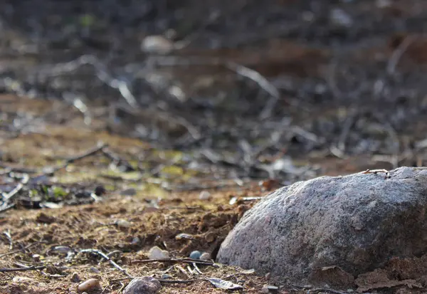 Baharda güneşin altında çok renkli güzel bir taş..