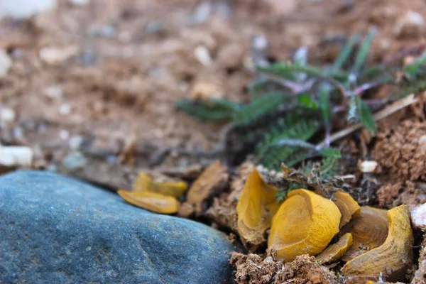 Sarı taş, güzel parçalara ayrılmış. Yanındaki mavi bir taş. Yeşil bir bitkinin arka planında.