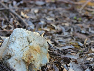 İlkbaharda çatlakları olan güzel sarı-beyaz taş..