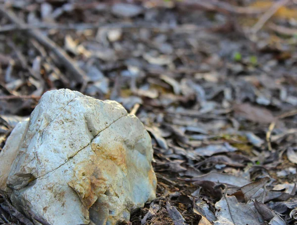 İlkbaharda çatlakları olan güzel sarı-beyaz taş..