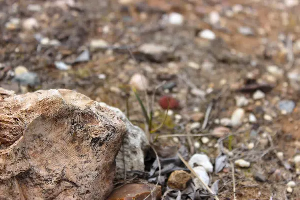 Deniz tarağı desenli güzel bir taş..