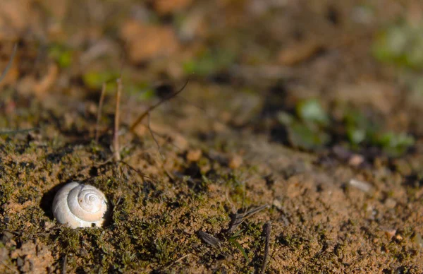 Baharda kumların üzerinde güzel bir salyangoz kabuğu. Bulanık arkaplan.