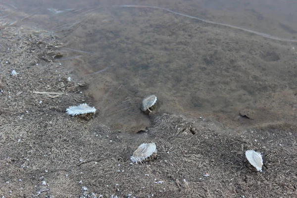 Kıyıda karla kaplı midye kabukları. Soğuk bir bahar sabahı. İnce buz.