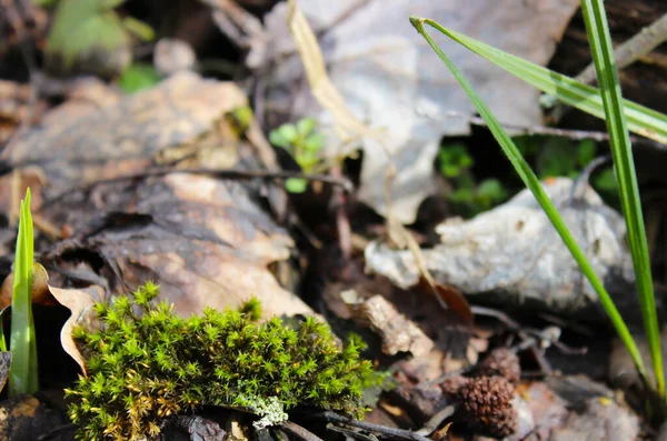 Bahar güneşinde güzel bir tutam yeşil yosun..