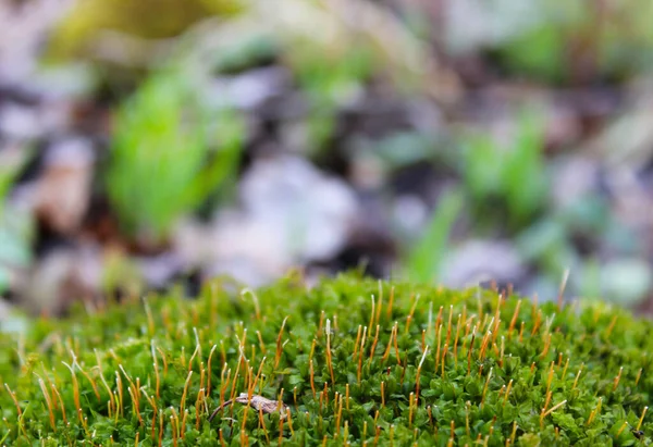 Bahar güneşinde yosunların sporu. Yeşil üzerine kırmızımsı.
