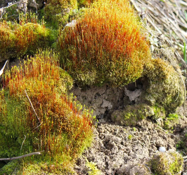 Bahar güneşinde yosunların sporu. Kırmızımsı rengin bazı desenleri.