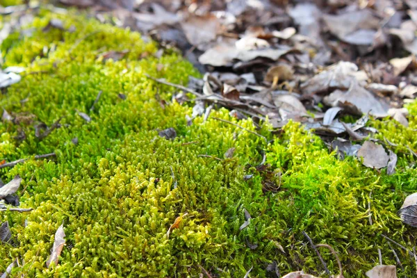 Bahar güneşinde yeşil yosun kuyusu.