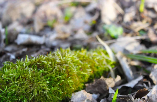 Bahar güneşinde yeşil bir yosun şeridi.