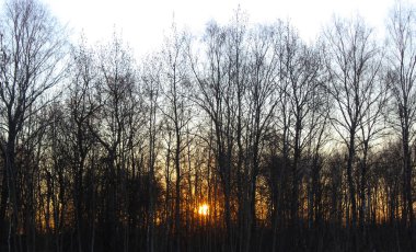 Sabah güneşi ağaçların arasından parlıyor. Güzel gün doğumu.