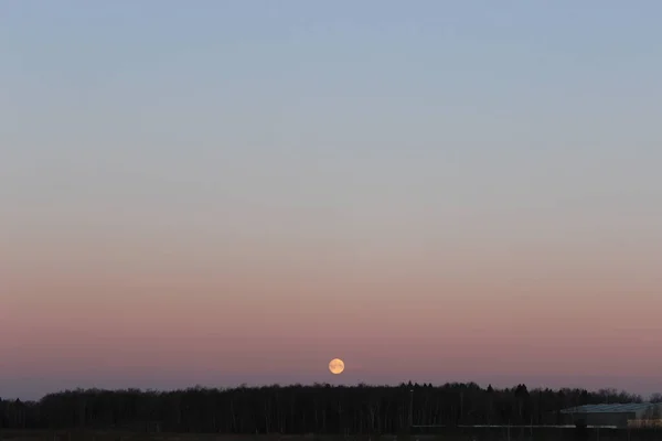 Луна Утреннем Небе Над Полосой Леса — стоковое фото