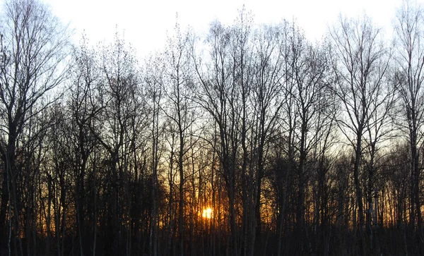 Sabah güneşi ağaçların arasından parlıyor. Güzel gün doğumu.