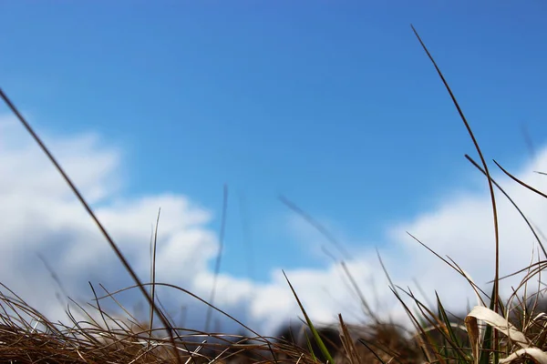 Mavi gökyüzünde güzel şekilli beyaz bulutlar, ön plandaki çimlerin arasından görülüyor..