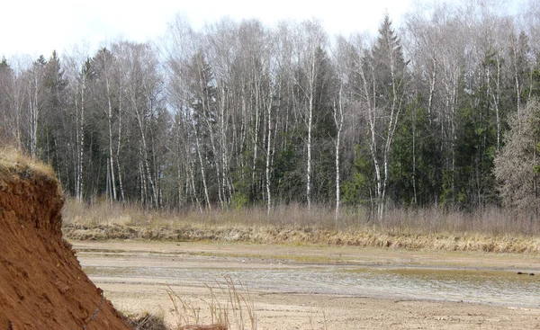 Vahşi ördekler ağaçların arka planında gölette yüzerler. Sahil ön planda..