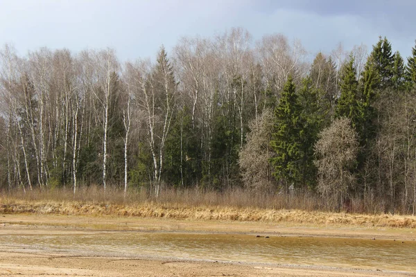 Vahşi ördekler ağaçların arka planına karşı havalanır..