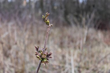 İlkbaharda tomurcuklu bir mürver filizi..
