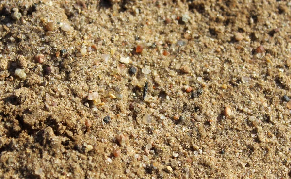 Müfrezeden bir böcek renkli kum taneleri arasında gelişir..