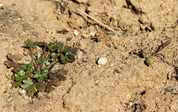 Baharda yeşil bir bitkiye uç..