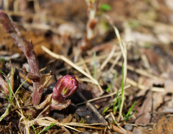 Bud anne ve üvey anne bahar güneşinin altında yakın plan çekimde..