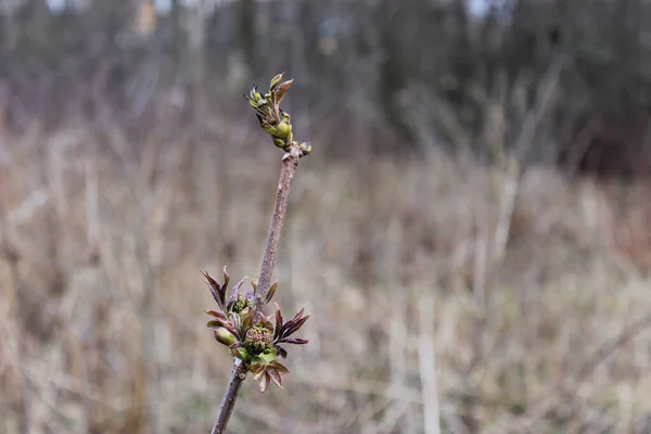 İlkbaharda tomurcuklu bir mürver filizi..