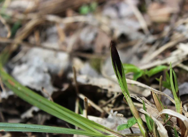 Bahar güneşinde filizlenen tomurcuk. Yakın plan..