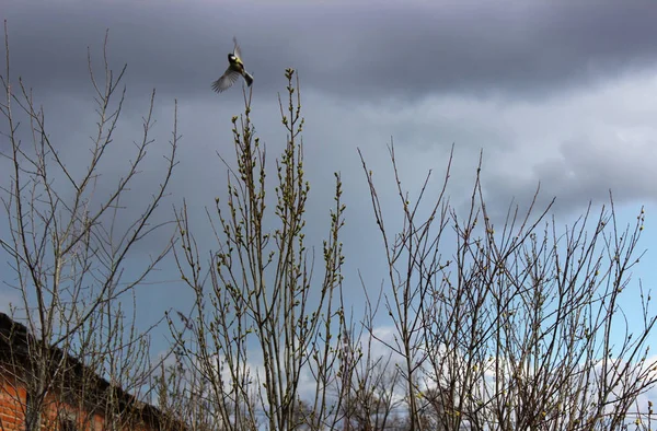 Bir meme faresi söğüt ağacından havalandı ve kanatlarını açtı..
