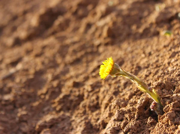 Uma Única Flor Uma Mãe Madrasta Areia Nos Raios Sol — Fotografia de Stock