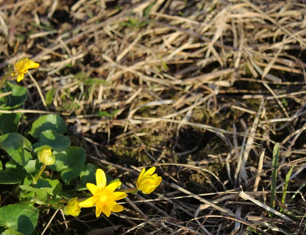 Kaltha palustris çiçeği bahar güneşinin ışınlarında kuru otların arka planında.