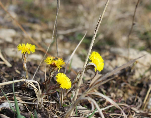 Fly Sitting Yellow Flower — Stock Photo, Image