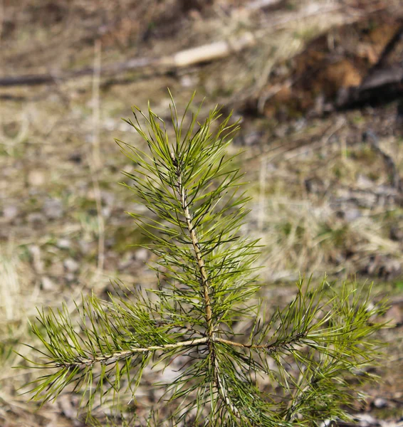 Small Pine Tree Form Cross Rays Spring Sun — Stock Photo, Image