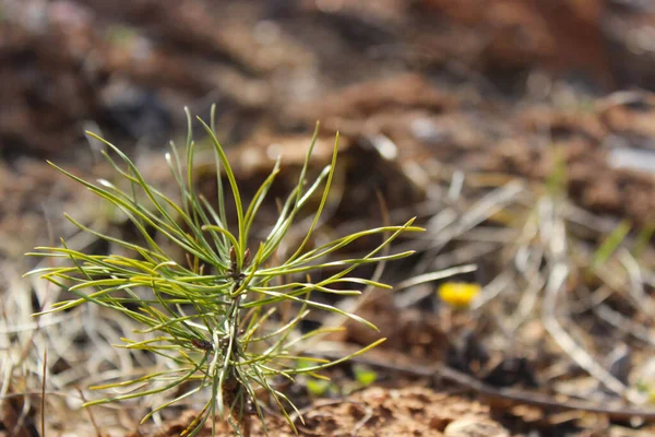 Küçük bir çam filizi. İğneler bir top oluşturur ve güneş ışınlarında parıldar..