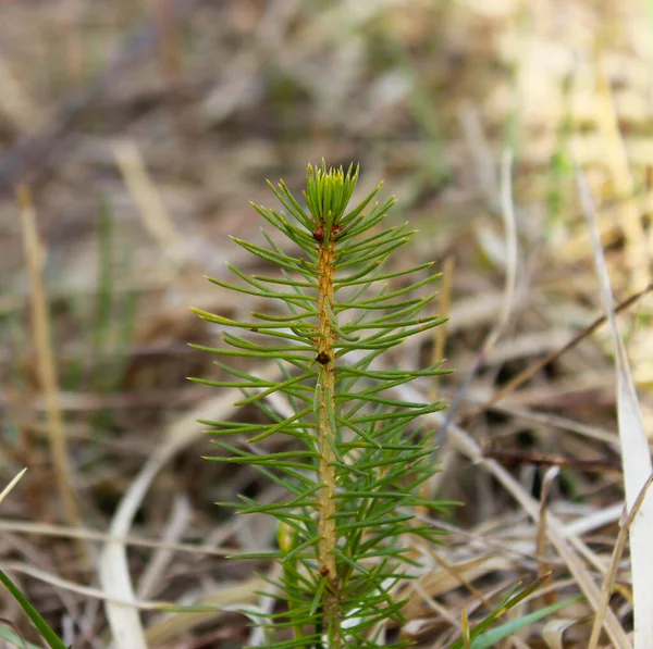 Lkbaharda Genç Filizlenen Çam Ağacı — Stok fotoğraf