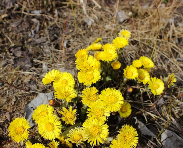 Baharda Yakın Planda Sarı Çiçek Grubu — Stok fotoğraf