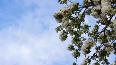 Baharda mavi gökyüzüne karşı güzel bir elma tomurcuğu. Böcekler uçuyor. Dallar hafifçe sallanıyor..