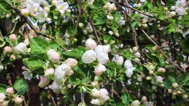 Hermosa Flor Manzana Primavera Las Ramas Vacilan Ligeramente — Vídeo de stock