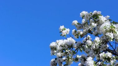 Baharda mavi gökyüzüne karşı çiçek açan elma ağacı. Dallar biraz sallanıyor..
