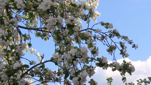 苹果树在蓝天的映衬下绽放 树枝微微摇晃了一下 — 图库视频影像