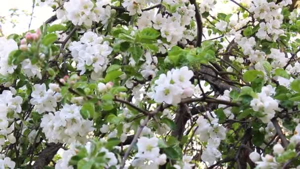 大黄蜂为苹果树的花朵授粉 在树枝间飞舞 — 图库视频影像